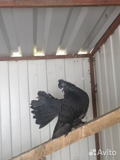 Голубь кинг