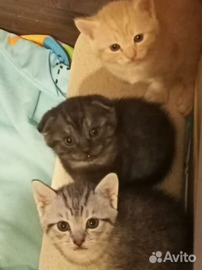 Шотландские котята