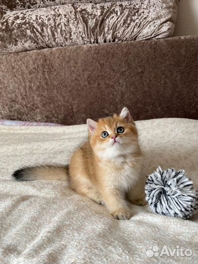 Котята Британская Золотая Шиншилла