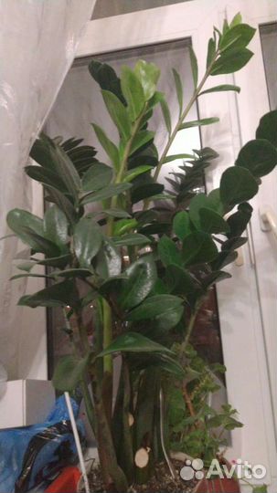 Замиокулькас долларовое дерево