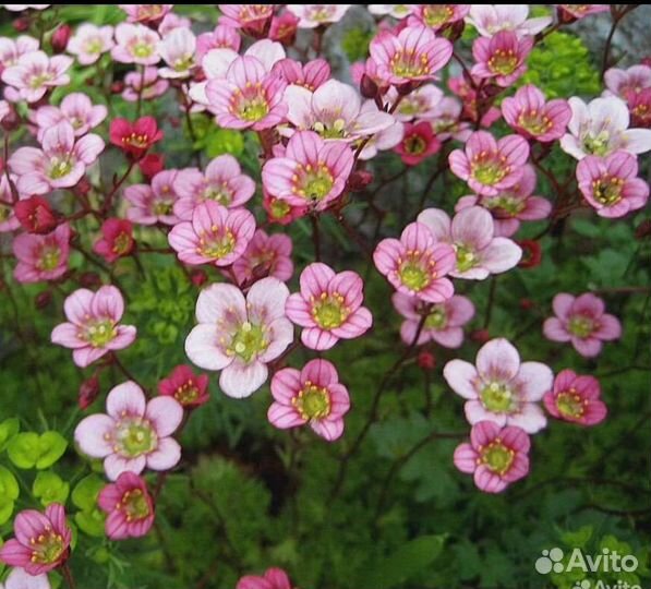 Мускари, Камнеломка, яснотка