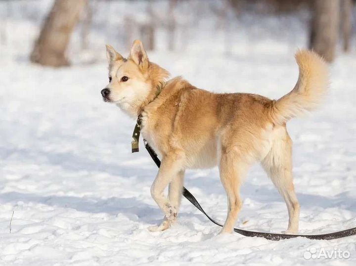 Снежок ищет дом