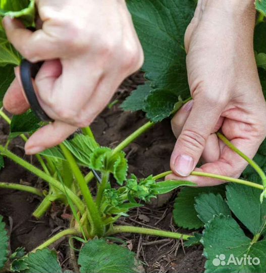 Усы клубники сортовой