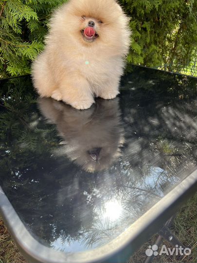 Померашка девочка