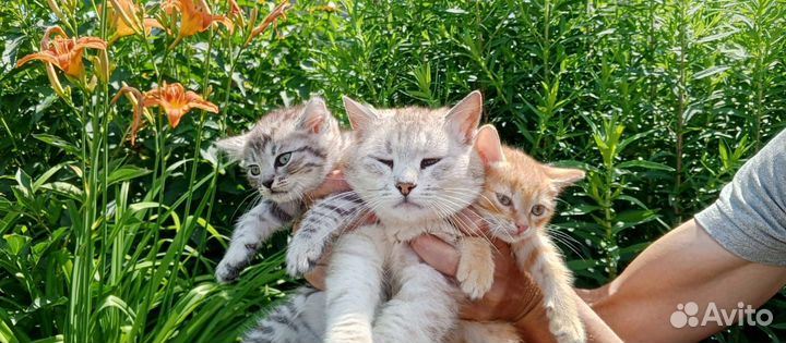 Отдам бесплатно котят