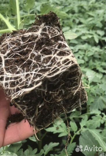 Рассада помидор