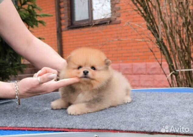 Рыжий мальчик