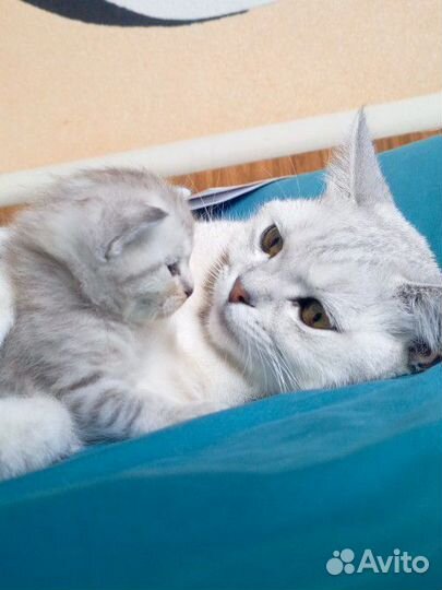 Шотландские прямоухие котята