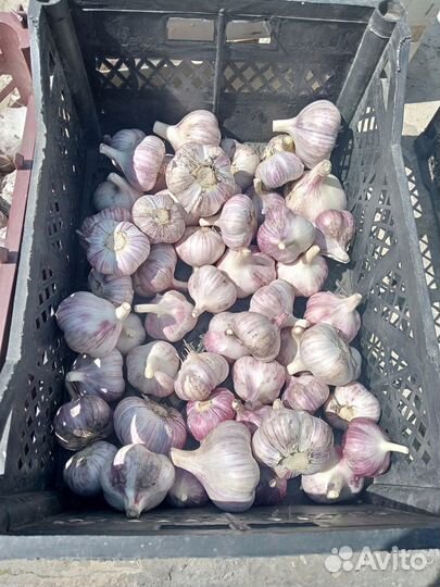 Чеснок озимый любаша