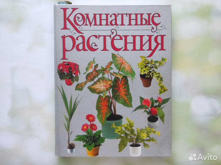 Комнатные растения Бурлуцкая