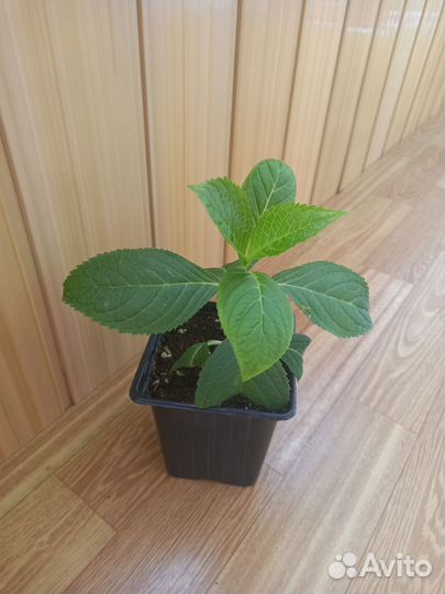 Гортензия бесконечное лето