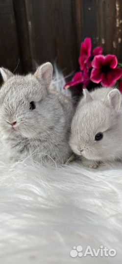 Карликовые декоративные крольчата mini