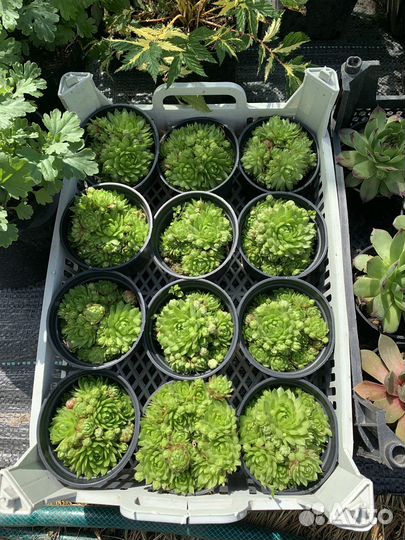 Молодило каменная роза