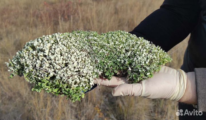 Исландский мох Цетрария