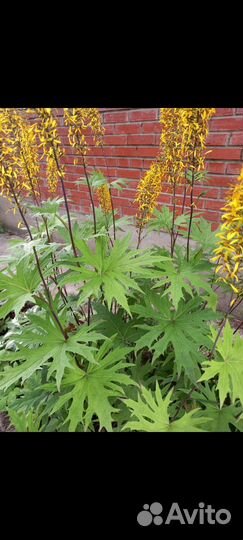 Бузульник Пржевальского