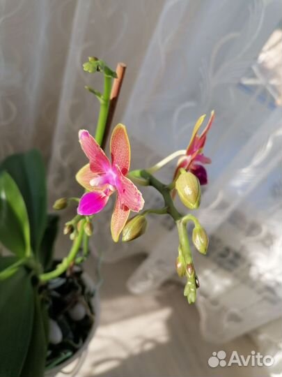 Орхидея фаленопсис