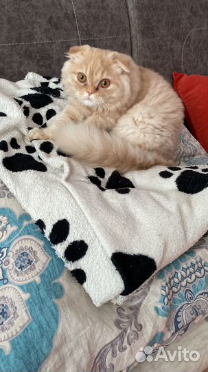 Шотландский вислоухий кот