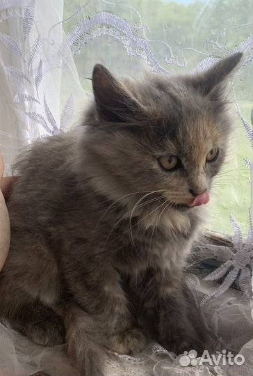 Отдам котят в добрые руки и собачку
