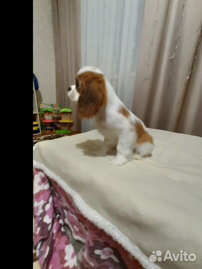 Кавалер кинг чарльз спаниель