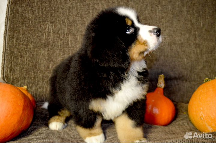 Прекрасные щенки