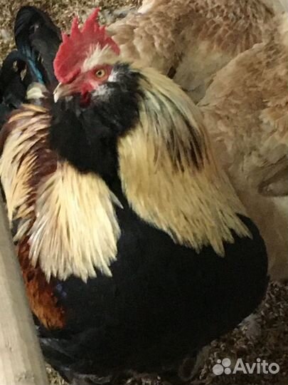 Инкубационное яйцо кур