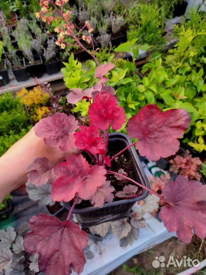 Саженцы гейхеры