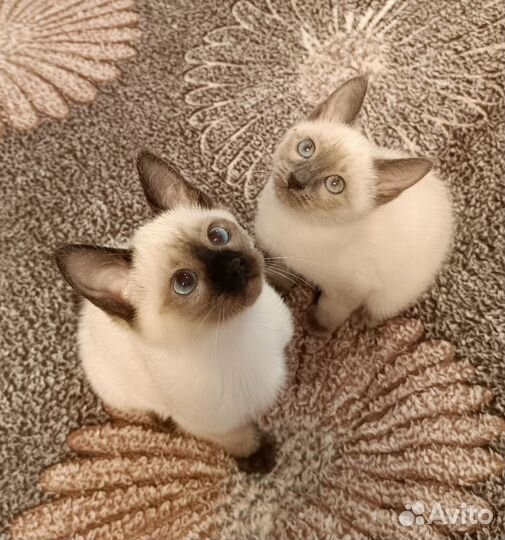 Меконгский бобтейл. Котопес