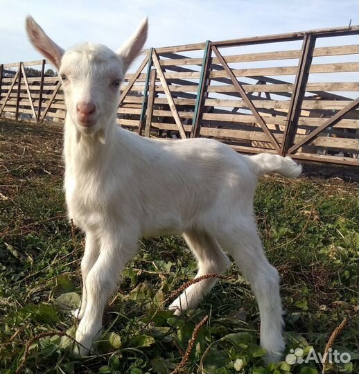 Козочка 2,5мес,корни заанецев
