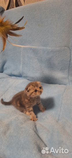 Котята шотланские