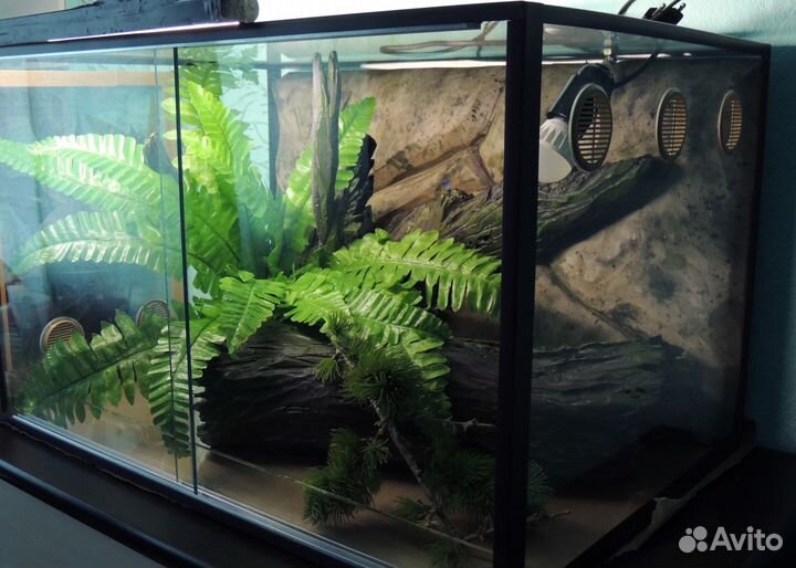 Террариум для бородатой агамы