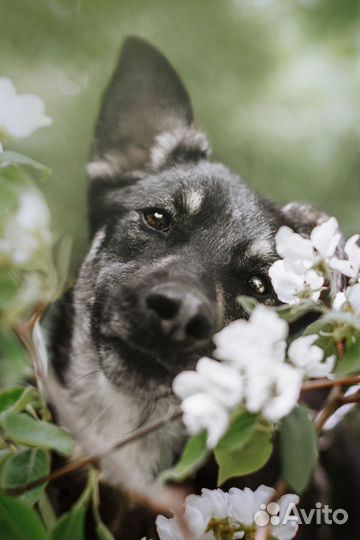 Небольшая собачка в добрые руки отдам бесплатно