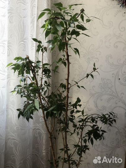 Цветы домашние