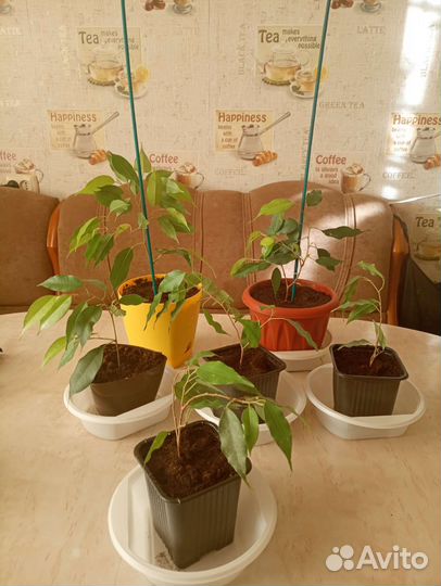 Фикус бенджамина