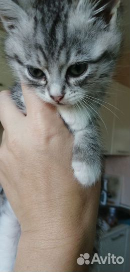 Котёнок Матроскин)