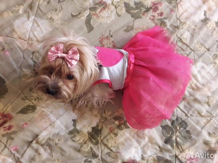 Одежда для собачки. Размер М