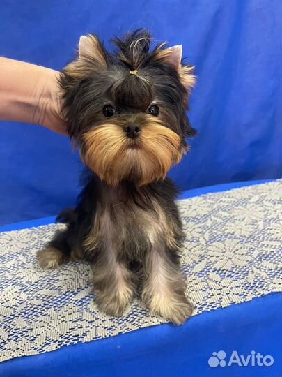 Йоркширский терьер