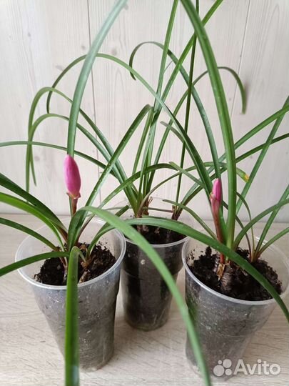 Зефирантес - выскочка