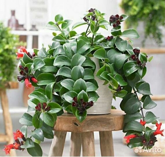 Эсхинантус Мона Лиза