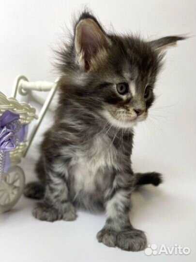 Мейн-кун полидакты и классические