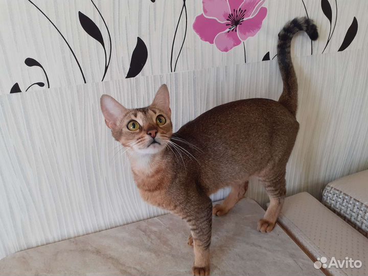 Котята чаузи