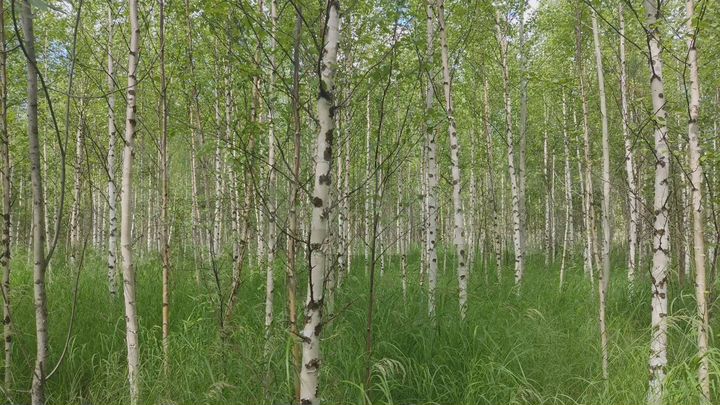 Участок 5 сот. (ИЖС)