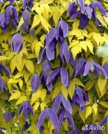 Княжики многолетняя лиана