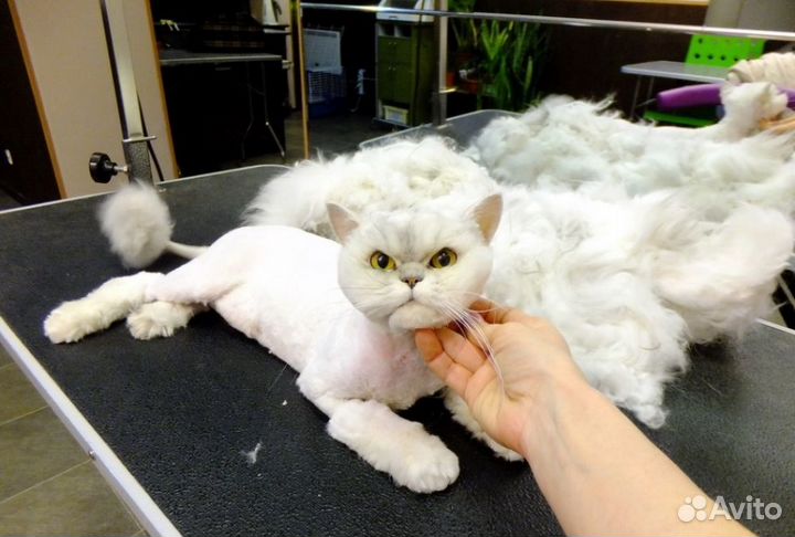 Стрижка собак и кошек