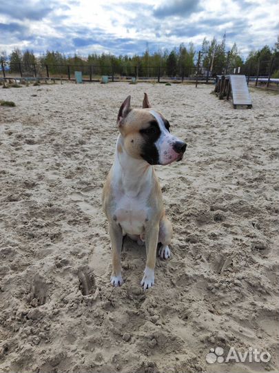 Стаффордширский терьер в добрые руки