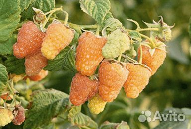 Ремонтантная малина