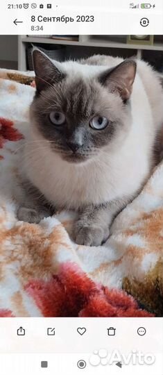 Кошка британка для вязки ищет кота