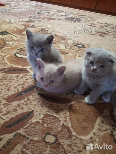 Шотландские котята