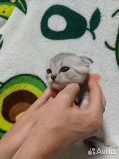 Продам котят