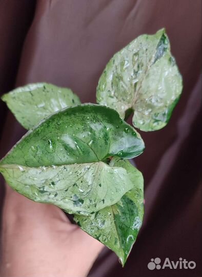 Syngonium Gray Ghost Серый призрак