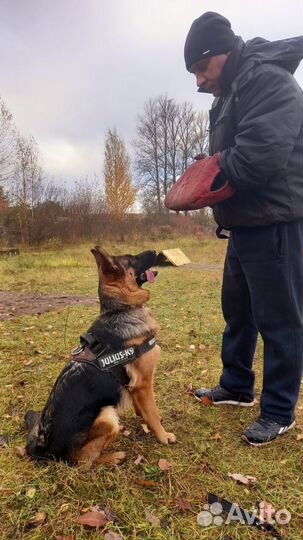 Дрессировка и обучение собак кинолог